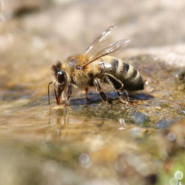 CESA defines an endangered specie as "A native species or subspecies of a bird, mammal, fish, amphibian, reptile, or plant." While several agricultural committees tried to block it, a CA court ruled that bees can be protected under the legal definition of fish! #bees #fish #law