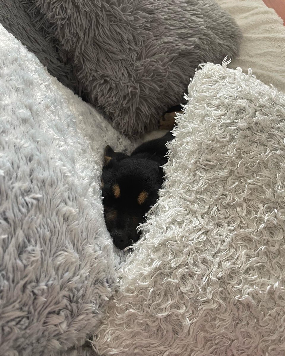Magdalena080986's tweet photo. svaki savjet je dobrodošao za moju bebicu 🐕‍🦺🐾
#doglover #dog #doglife https://t.co/jDUsp29it0