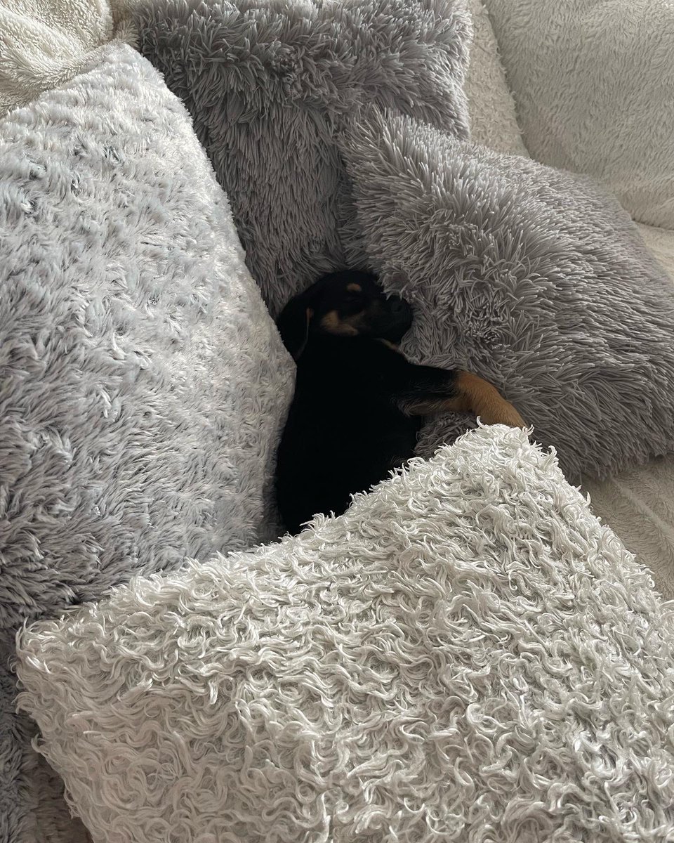 Magdalena080986's tweet photo. svaki savjet je dobrodošao za moju bebicu 🐕‍🦺🐾
#doglover #dog #doglife https://t.co/jDUsp29it0