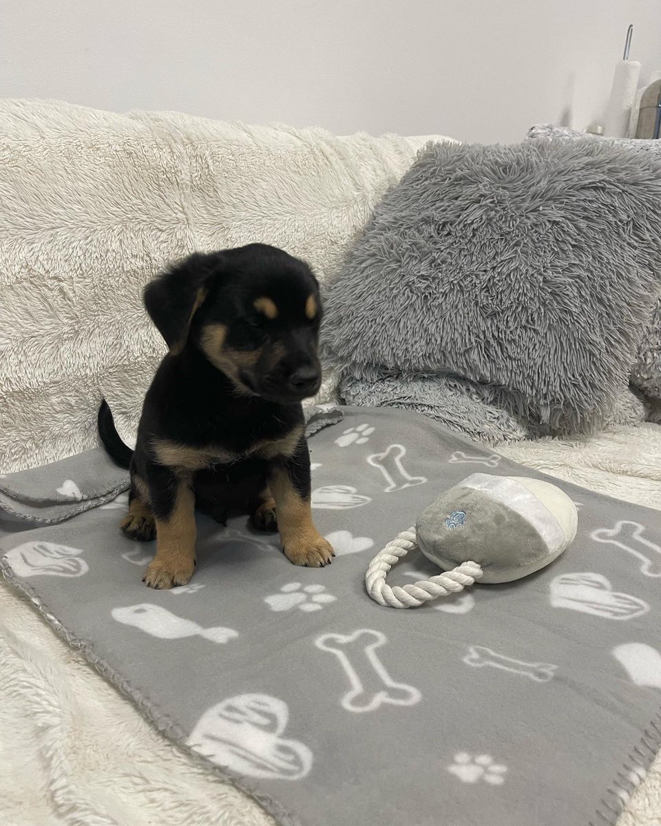Magdalena080986's tweet photo. svaki savjet je dobrodošao za moju bebicu 🐕‍🦺🐾
#doglover #dog #doglife https://t.co/jDUsp29it0