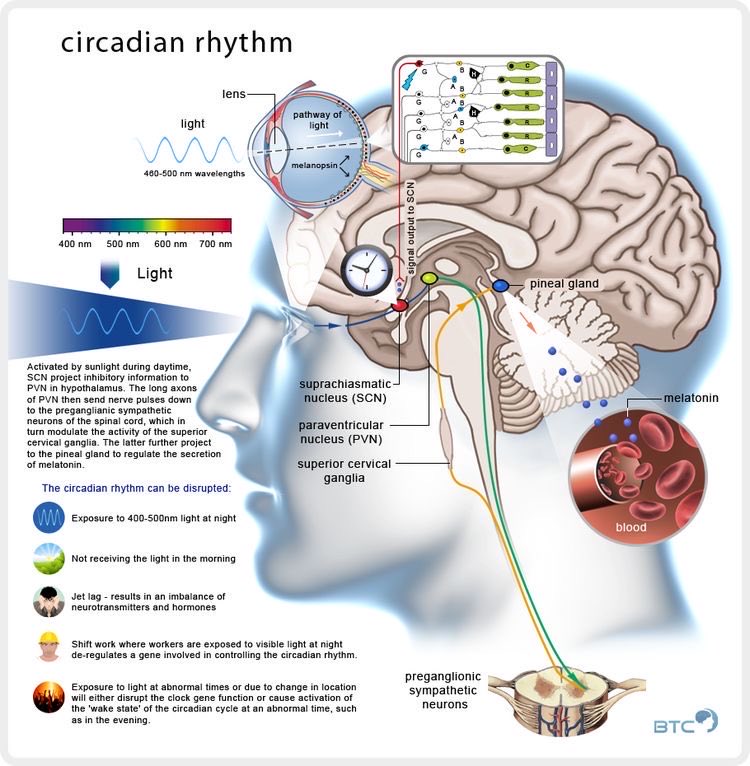 I found this anatomical and physiological description of the circadian rhythm interesting.