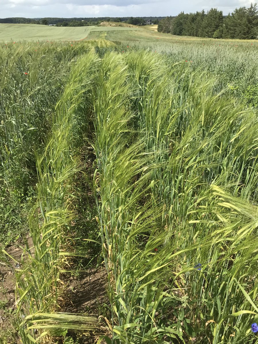 Besøg hos foreningen Landsorten og Aurion omkring regler for handel med såsæd mm. Det er interessante forædlingsmål der arbejdes på - specielt ift allergener og anden følsomhed. ⁦<a href="/AstmaAllergiDK/">Astma-Allergi DK</a>⁩: hold øje her! Tak til Anders Borgen for gæstfriheden ⁦⁦@LandogLade⁩