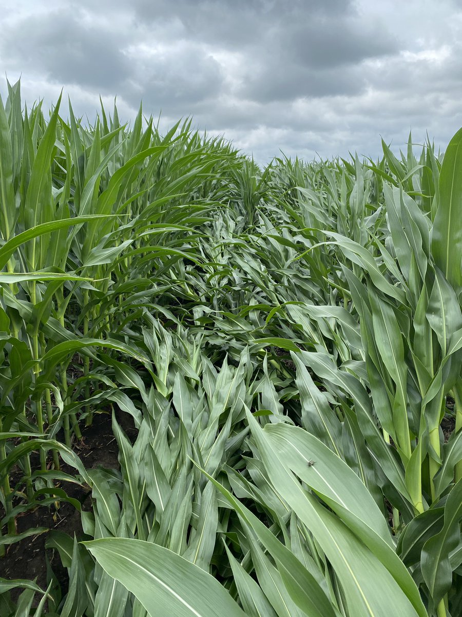 Rebecca Vittetoe tweet media