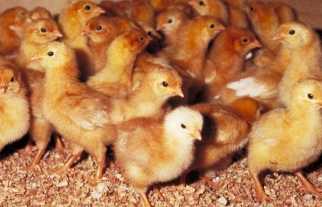 UMR_GABI's tweet photo. @UMR_gabi is searching for postdoctoral fellow to work on the trade-offs between health and efficacy in chickens through the analysis of RNAseq transcriptomic data.
Please share and look at more details here:
https://t.co/toDJL7ILSQ https://t.co/Fg0rDeVc9w