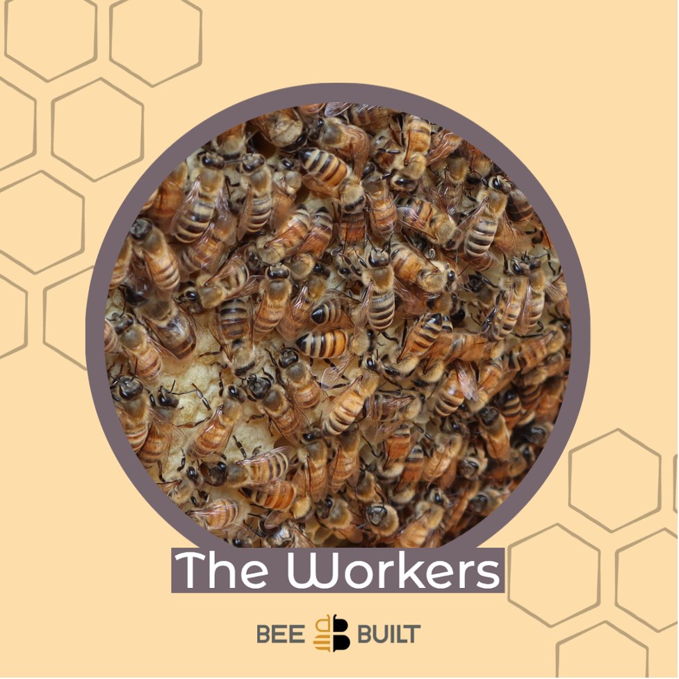 beebuiltsupply's tweet photo. The worker bees - the ones who run the show inside and outside of the hive. These ladies are responsible for the health and wealth of the colony, running day to day operations and planning for the future!
#beebuilt #beekeeping #beebiology https://t.co/yHY9NfAZLd