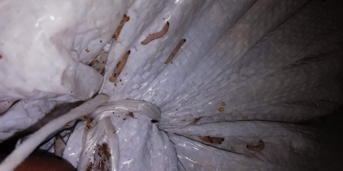 SaldiviaAbel's tweet photo. Bracon hebetor (Braconidae) parasitando larvas de Plodia interpunctella (Pyralidae). Control biologico de plagas en granos almacenados https://t.co/tm5mByK5y8