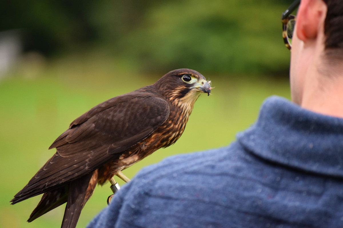 BPKGuide's tweet photo. New Zealand is home to some of the world's most majestic bird or prey!
π Like if you agree!
#nzmustdo #nzpocketguide #purenz #destinationnz #photooftheday #newzealandlife #newzealandfinds #travelnewzealand #visitnewzealand #newzealandtrip #travelnz #newzealandguide https://t.co/BTPiv6qIM1