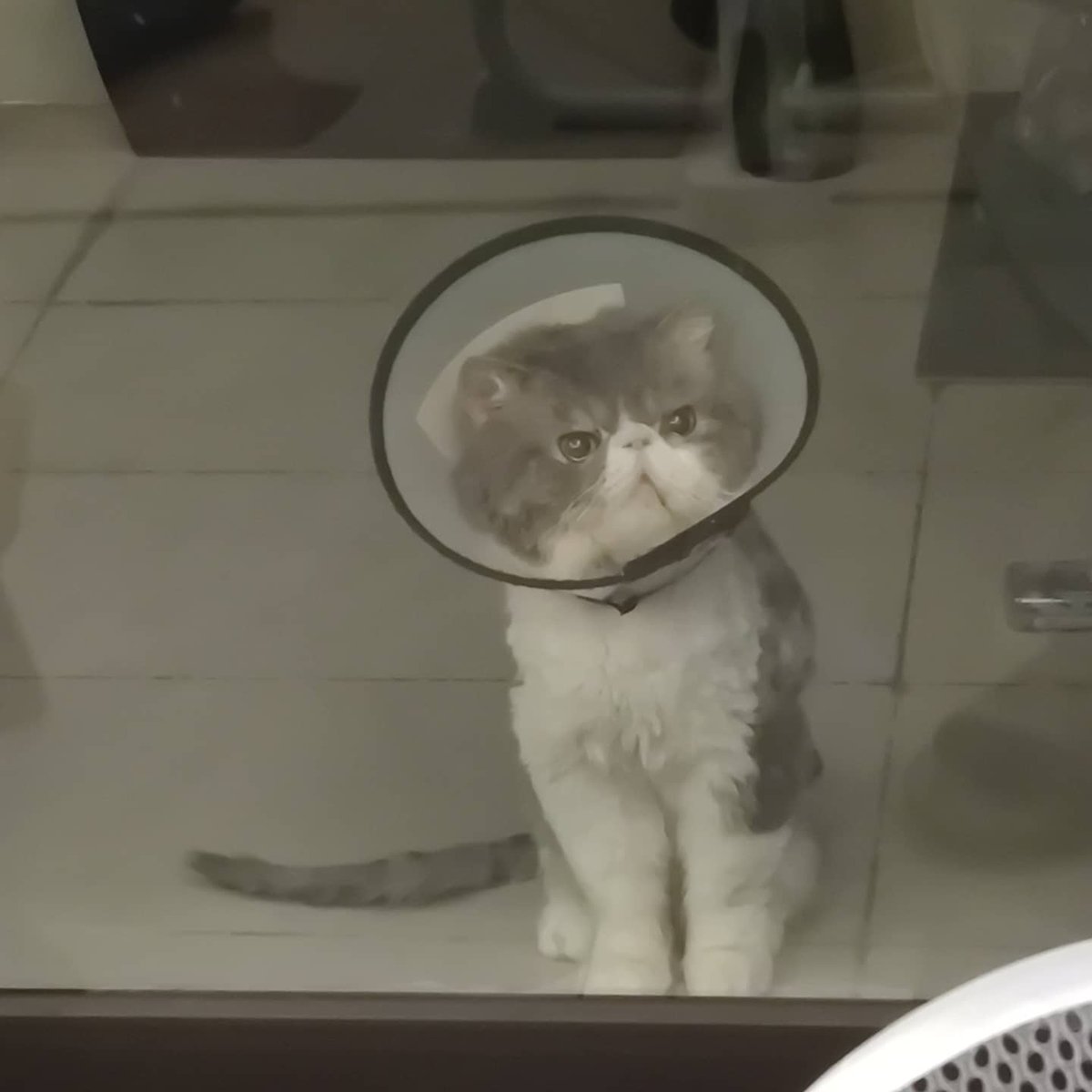 发一些我家天妇罗还在带着圈的蠢照

私の2匹目の猫、てんぷら
家に連れて帰る前に、元オーナーの所でたむしに感染していた
写真撮る時はまだ治療中...