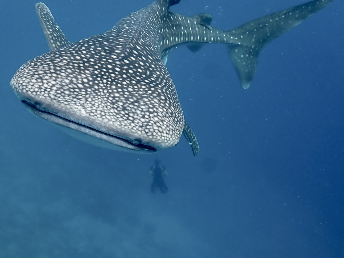 scubashackct's tweet photo. If you were offered an all-expenses-paid trip to any dive site in the world, where would you go? Share it with us in the comments below. #GoDiveNow #scuba #scubadiving #divetravel https://t.co/9c6Q0okQZ5