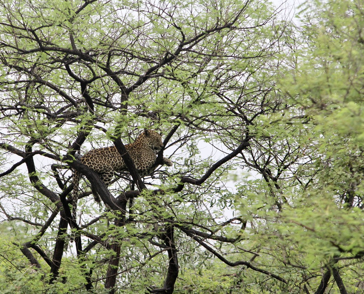 Stotra Chakrabarti, PhD (@stotrachakraba2) on Twitter photo We all need a good snooze 😴 🐆
Somewhere in NW India #IncredibleIndia We all need a good snooze 😴 🐆
Somewhere in NW India #IncredibleIndia