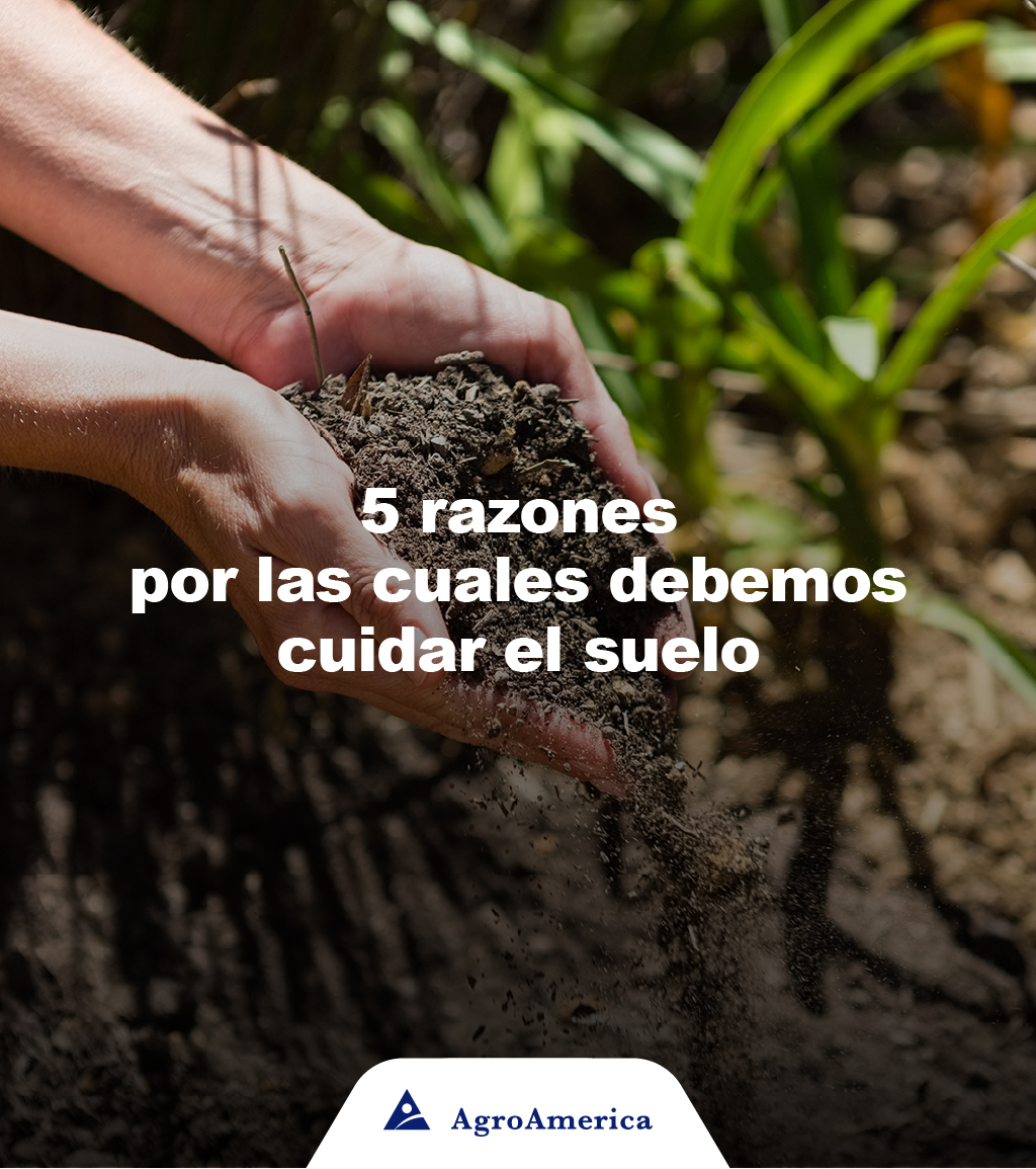 agroamerica's tweet photo. El #suelo proporciona los nutrientes necesarios a las #plantas y a los #árboles. Además, es el hogar de millones de #organismos. Por eso, es importante #protegerlo y usarlo de forma responsable. Estas son las 5 razones por las que la #FAO hace el llamado para cuidarlo. https://t.co/wNiE4yf1wA