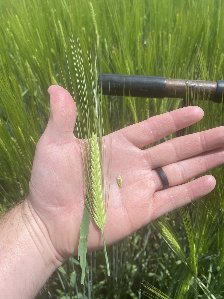 Idaho barley crop is coming along nicely. I may be naively optimistic but I can’t help myself. Kernels of this Voyager are 1/2-3/4 filled