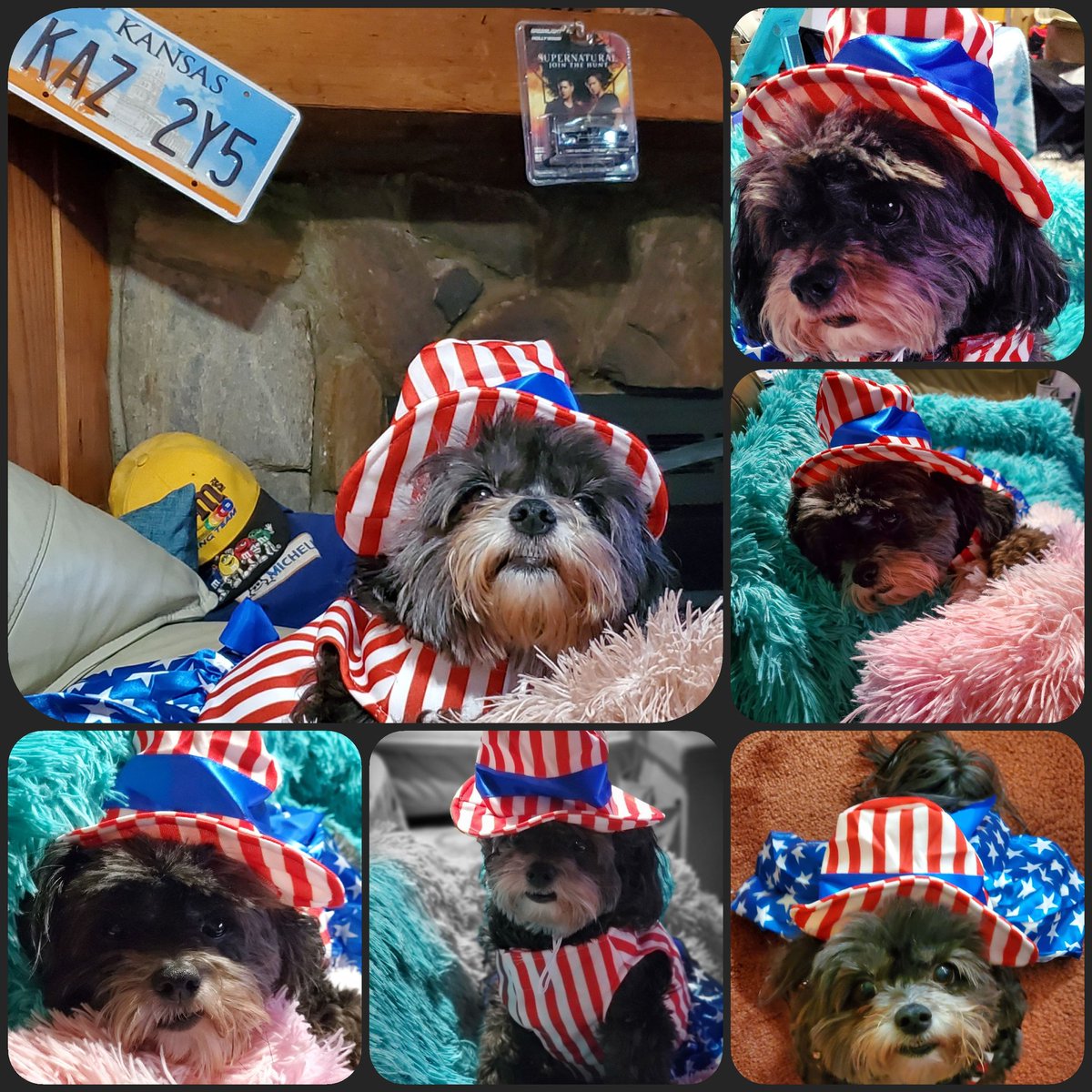 littlejr88's tweet image. Roxy's 4th of July photo shoot
#4thofJuly2022 #DogsofInstagram🐾 #CheeseandU @amazon
#MamasJam @LoudenSwain1 @RobBenedict @cw_spn @TheRealSPNBaby1 @JensenAckles @jarpad Hope You All Had a Wonderful 4th
Much ❤️ to All who suffered for absolutely no reason
instagram.com/tv/CfphbyKFZwI…
