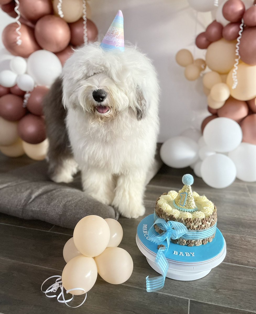 JSkhft's tweet photo. #PLTpet #babymarco https://t.co/5G08KCJotU