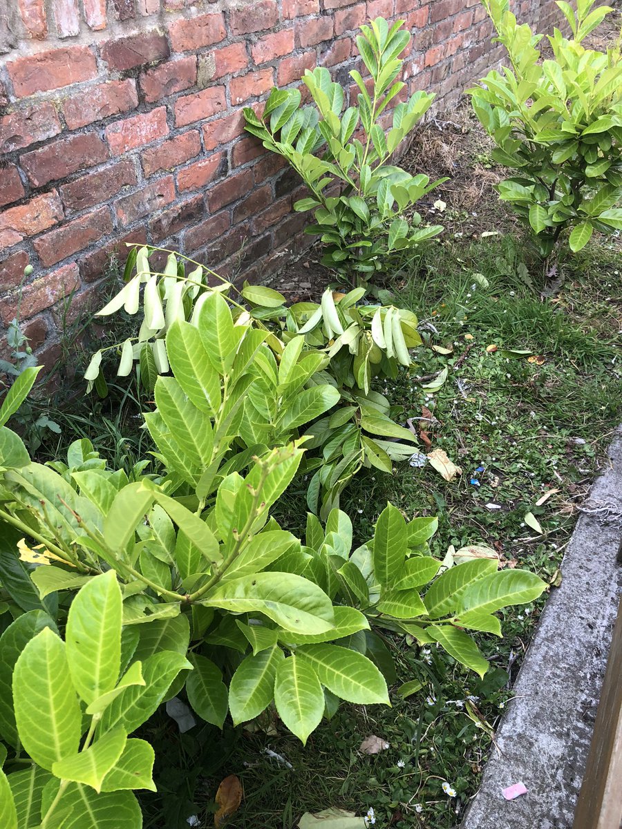 HumberbeatERYS's tweet photo. #Aldbrough - patrol of village tonight as part of reducing anti social behaviour only to discover damage to newly planted shrubs and increase in litter around the Headlands bench https://t.co/1n9BwXmt0s