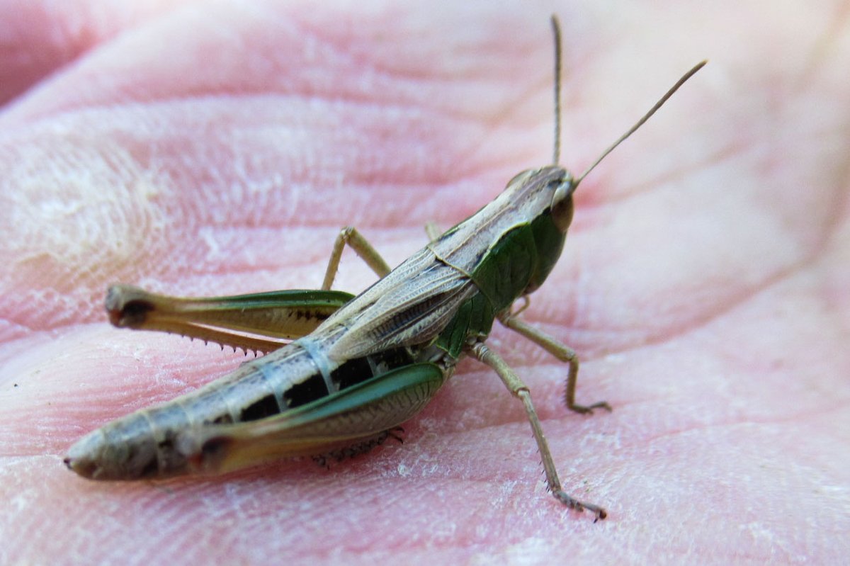 DeBiezen_76's tweet image. De prachtige #Krasser uit de familie van de #veldsprinkhanen 🦗 Zo ontzettend mooi nu in de avonden het geluid van de zingende sprinkhanen en krekels. Een echt zomers geluid 🎶 Fijne avond allen 💫