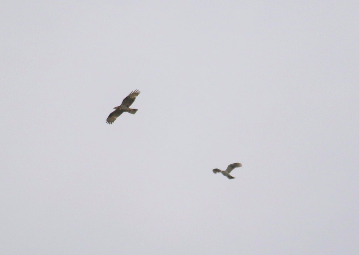 First time Honey Buzzard and a Goshawk #raptorwatchpoint #honeybuzzard #northnorfolk