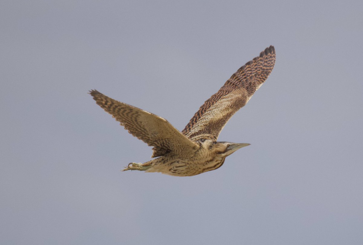 This afternoon at Cley NWT. Photos by <a href="/David01427/">David Copeland</a> <a href="/NWTCleyCentre/">NWT Cley Marshes</a>