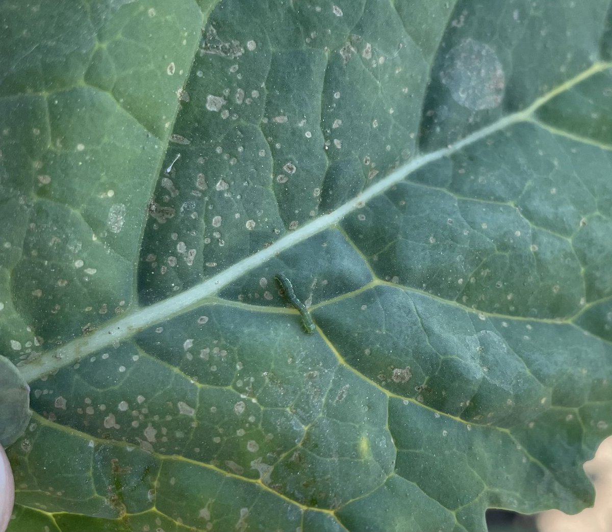 While out scouting Canola be sure to keep an eye out for Diamondback Moth Larvae, seen in the picture below. Now that in-crop spraying is wrapping up there are starting to be more later season pests becoming prevalent. @GMacsAgTeam @WinFieldCanada #WestCdnAg #WUCacademy