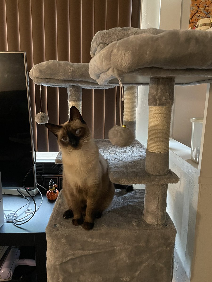 SporklessHiker's tweet photo. Yes. I’m a good girl 😻#siamese #cat #siamesecat #CatsofTwittter #CatsOnTwitter https://t.co/YLeP2gPZez