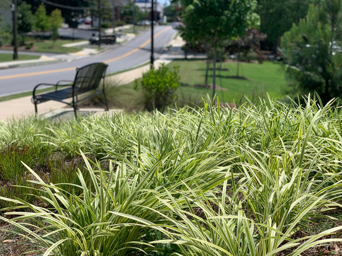 Thanks to the team at Yellowstone Landscape for helping the Tucker-Northlake CID maintain the landscaping on Main Street and a few other areas in Downtown Tucker.