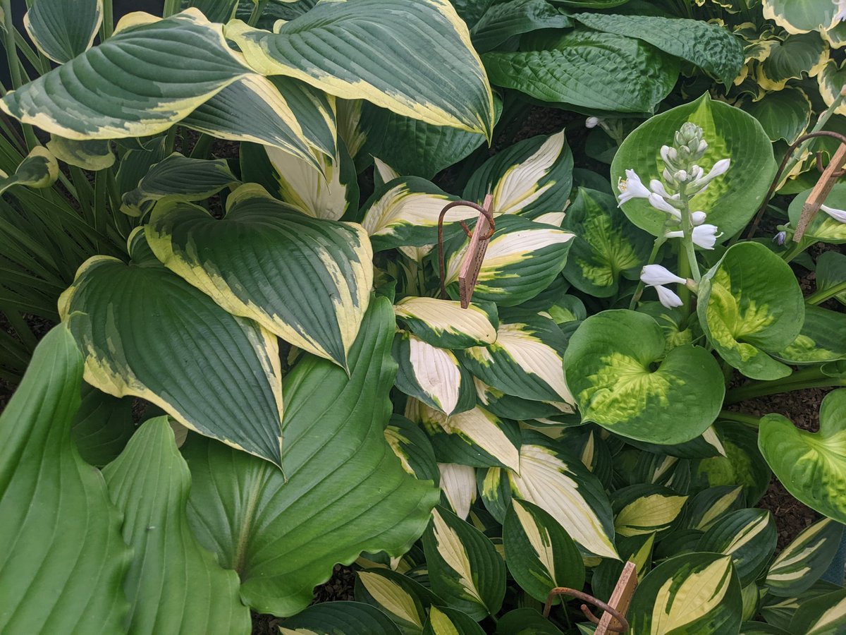 A day of many colours at #HamptonCourtFlowerShow with @lavagirlnz