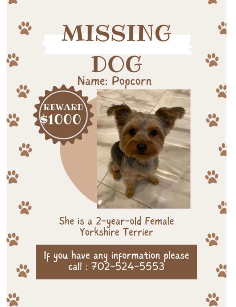 OrelHershiser's tweet photo. This is our dog POPCORN… she was lost July 4 late in Highland Park Area… a square of Toland Baltimore El Paso and Ave 50 is possibly where she is..
Please if you have any info call that number! https://t.co/ghk4aBcamt