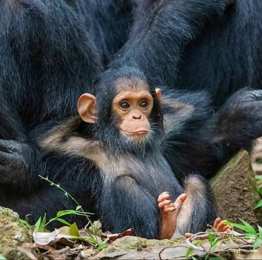 kım takar yalova kaymak amı duruşu