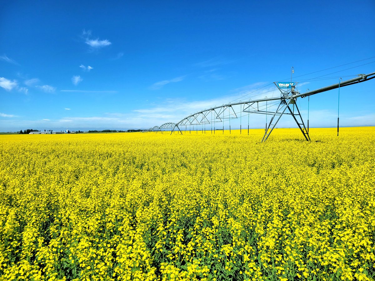 brennanfazakas's tweet photo. Best summer view in the prairies -  @canterraseeds CS3000TF treated with helix saltro &amp; fortenza advanced. https://t.co/qv7ZnK8aCA
