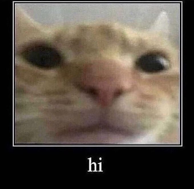 lily 😵💫 tweet media