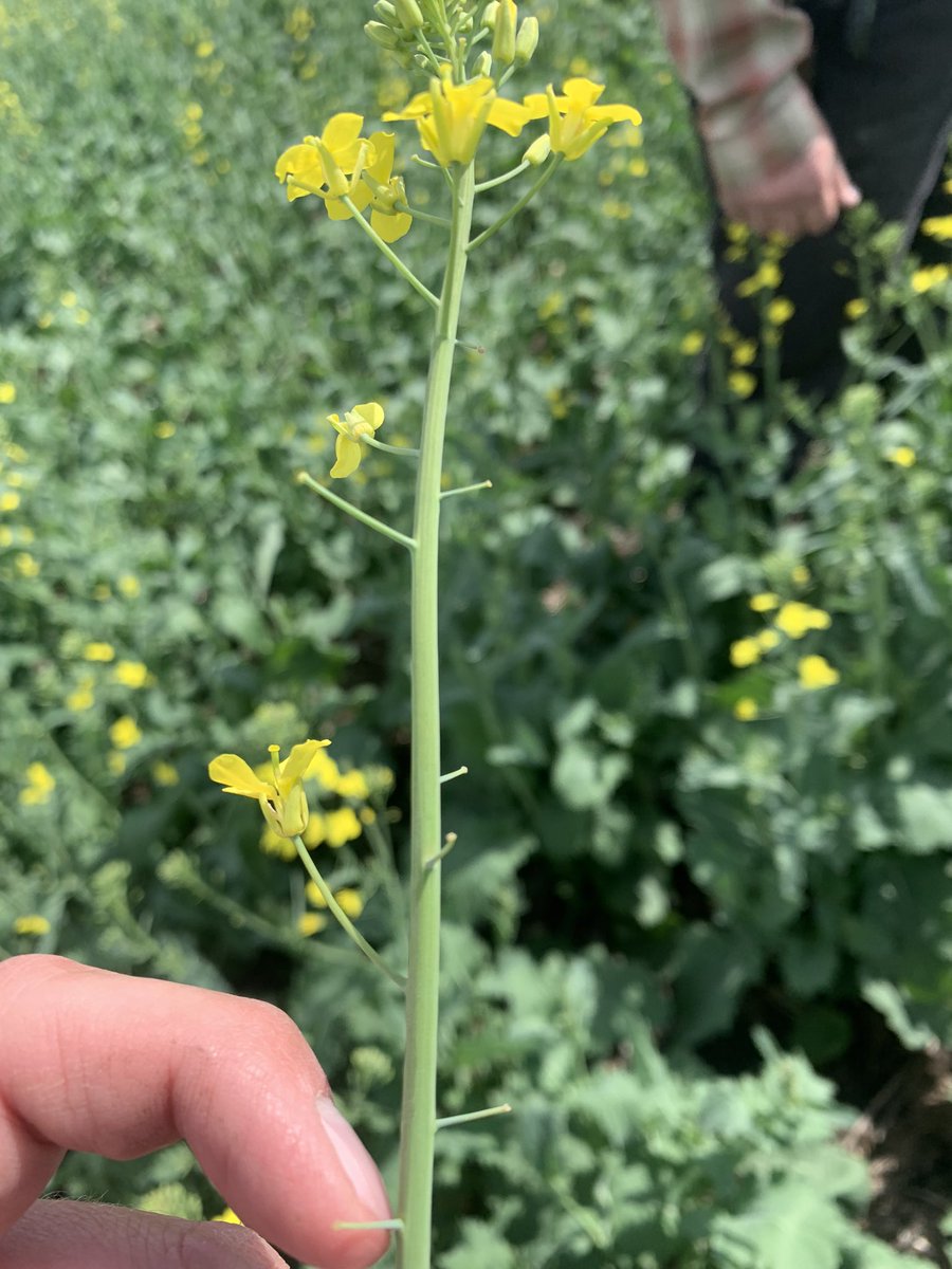 Craig Olson tweet media