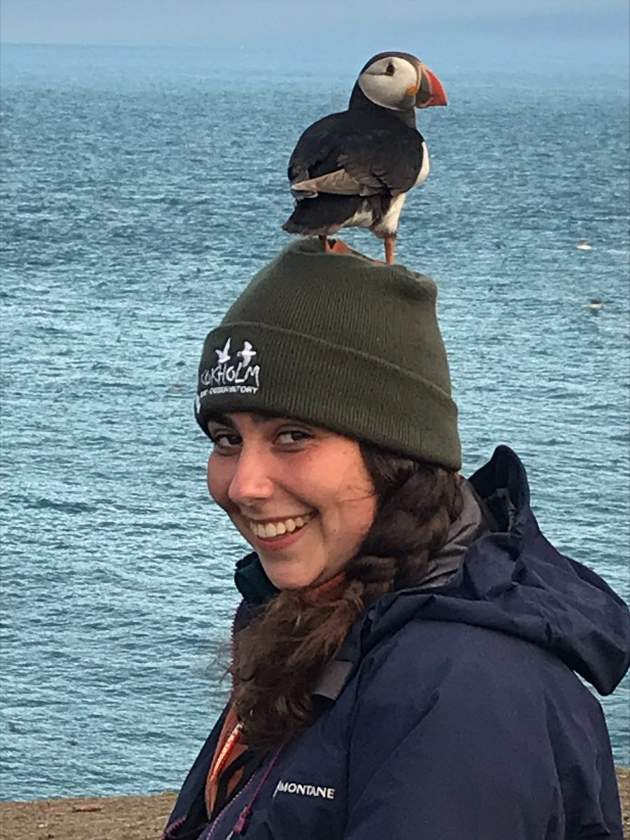 SkokholmIsland's tweet photo. The non-breeding Puffins have clambered over our guests' legs for years, however this summer they have taken to climbing higher (or at least one has). Anna was the lucky perch this evening. Photo by @RobThomas14 and thanks Anna for having a @SkokholmIsland hat on. https://t.co/nlBUXbcdxs