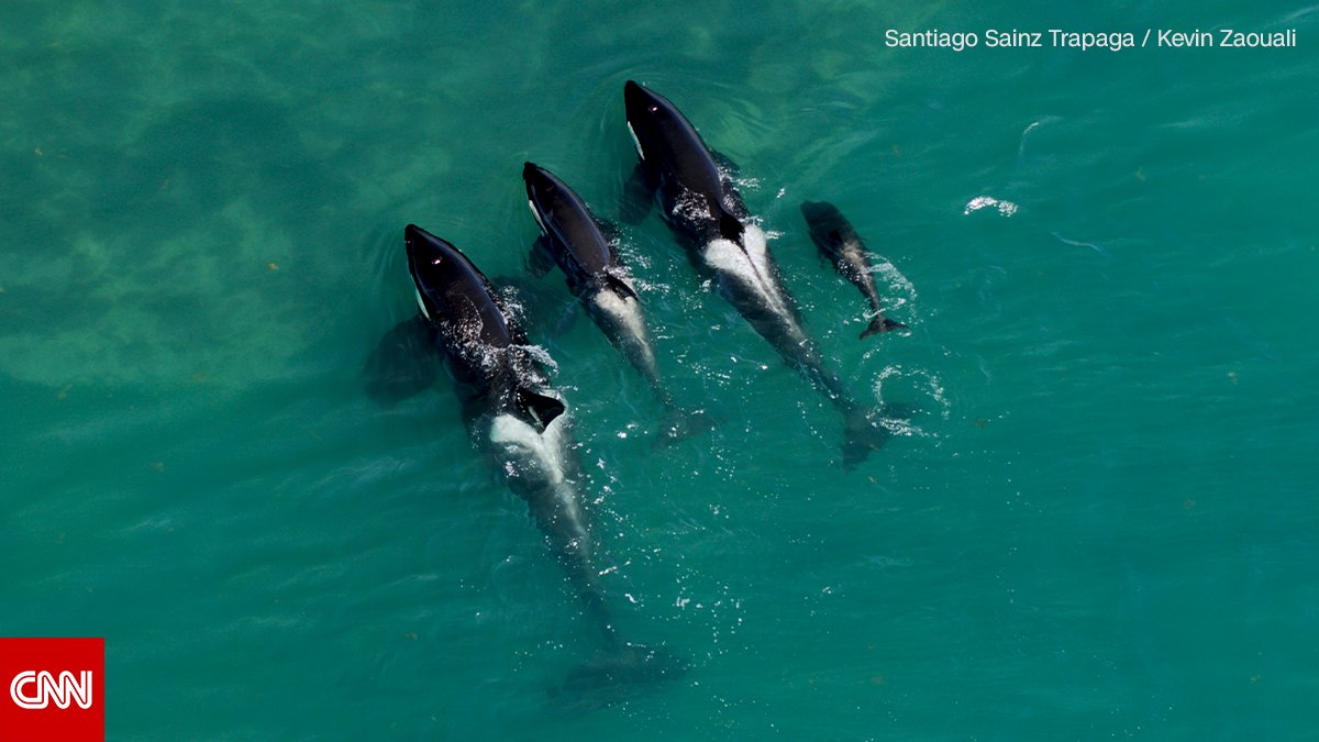 CNN's tweet photo. Orcas, Magellanic penguins and leopard seals live along Patagonia’s eastern coast. These desolate beaches are one of the most important marine reserves on the planet. #PatagoniaCNN premieres Sunday at 9 p.m. ET/PT https://t.co/KO2XpYTOQ8