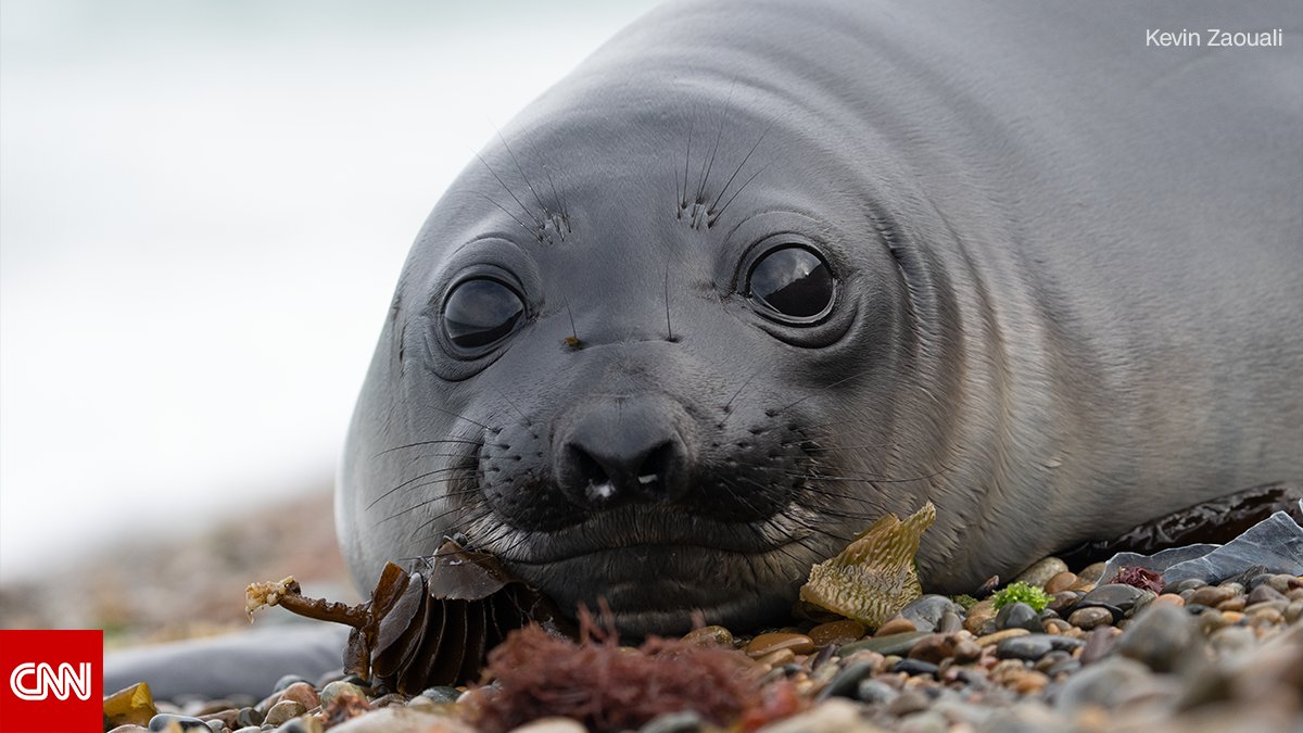 CNN's tweet photo. Orcas, Magellanic penguins and leopard seals live along Patagonia’s eastern coast. These desolate beaches are one of the most important marine reserves on the planet. #PatagoniaCNN premieres Sunday at 9 p.m. ET/PT https://t.co/KO2XpYTOQ8