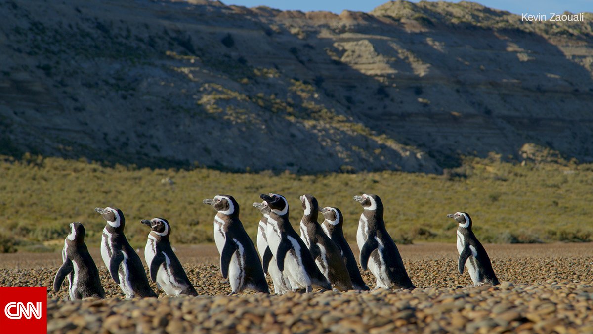 CNN's tweet photo. Orcas, Magellanic penguins and leopard seals live along Patagonia’s eastern coast. These desolate beaches are one of the most important marine reserves on the planet. #PatagoniaCNN premieres Sunday at 9 p.m. ET/PT https://t.co/KO2XpYTOQ8