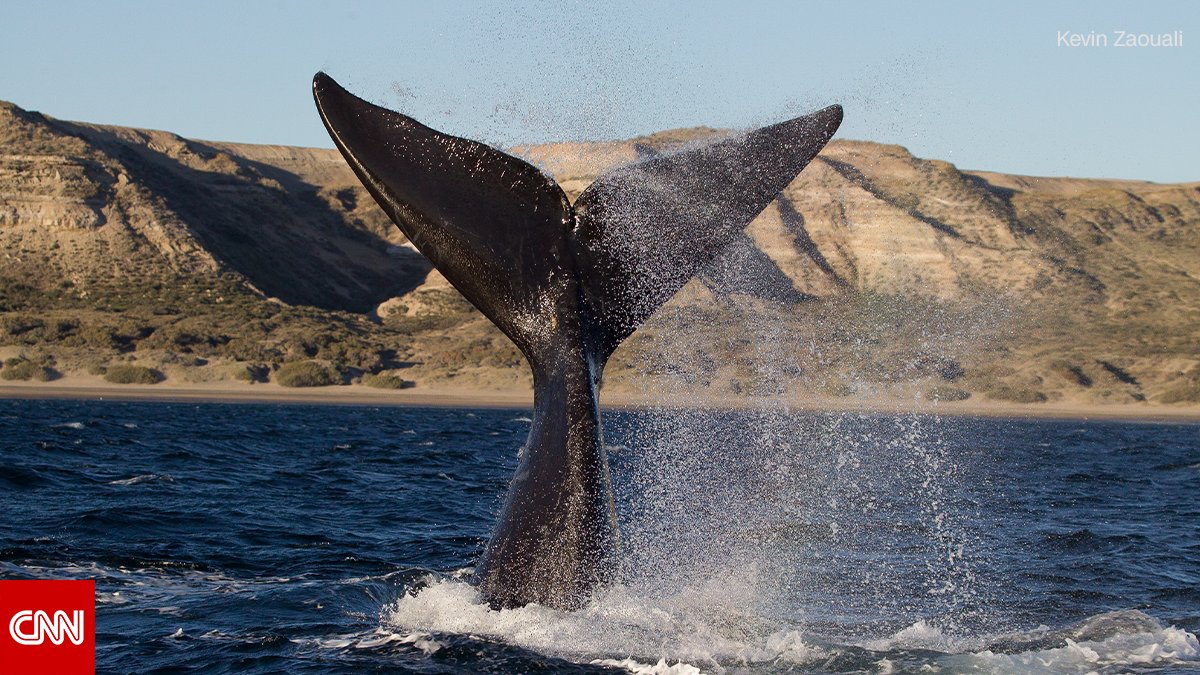 CNN's tweet photo. Orcas, Magellanic penguins and leopard seals live along Patagonia’s eastern coast. These desolate beaches are one of the most important marine reserves on the planet. #PatagoniaCNN premieres Sunday at 9 p.m. ET/PT https://t.co/KO2XpYTOQ8