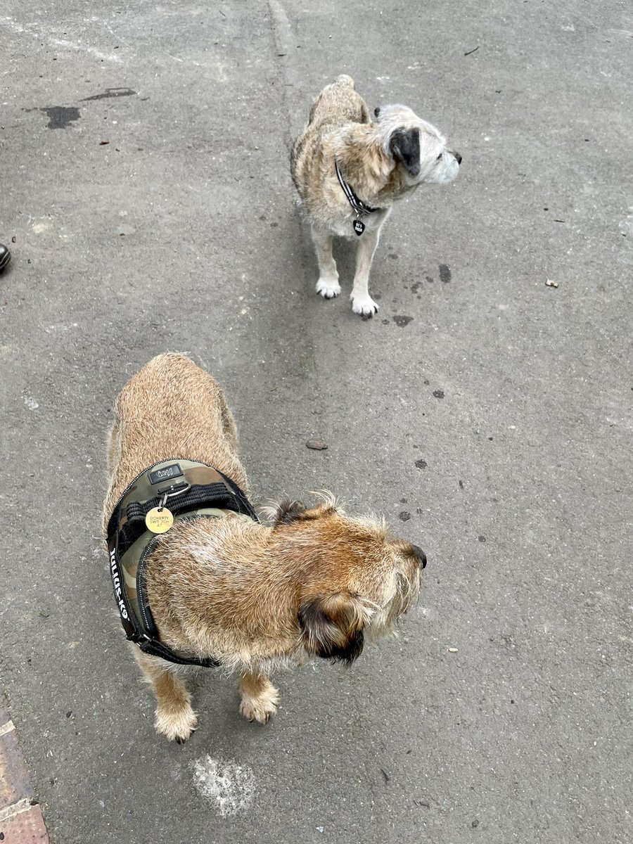 You reckon they went that way? 👀 🐶@AriGoldBT #btposse