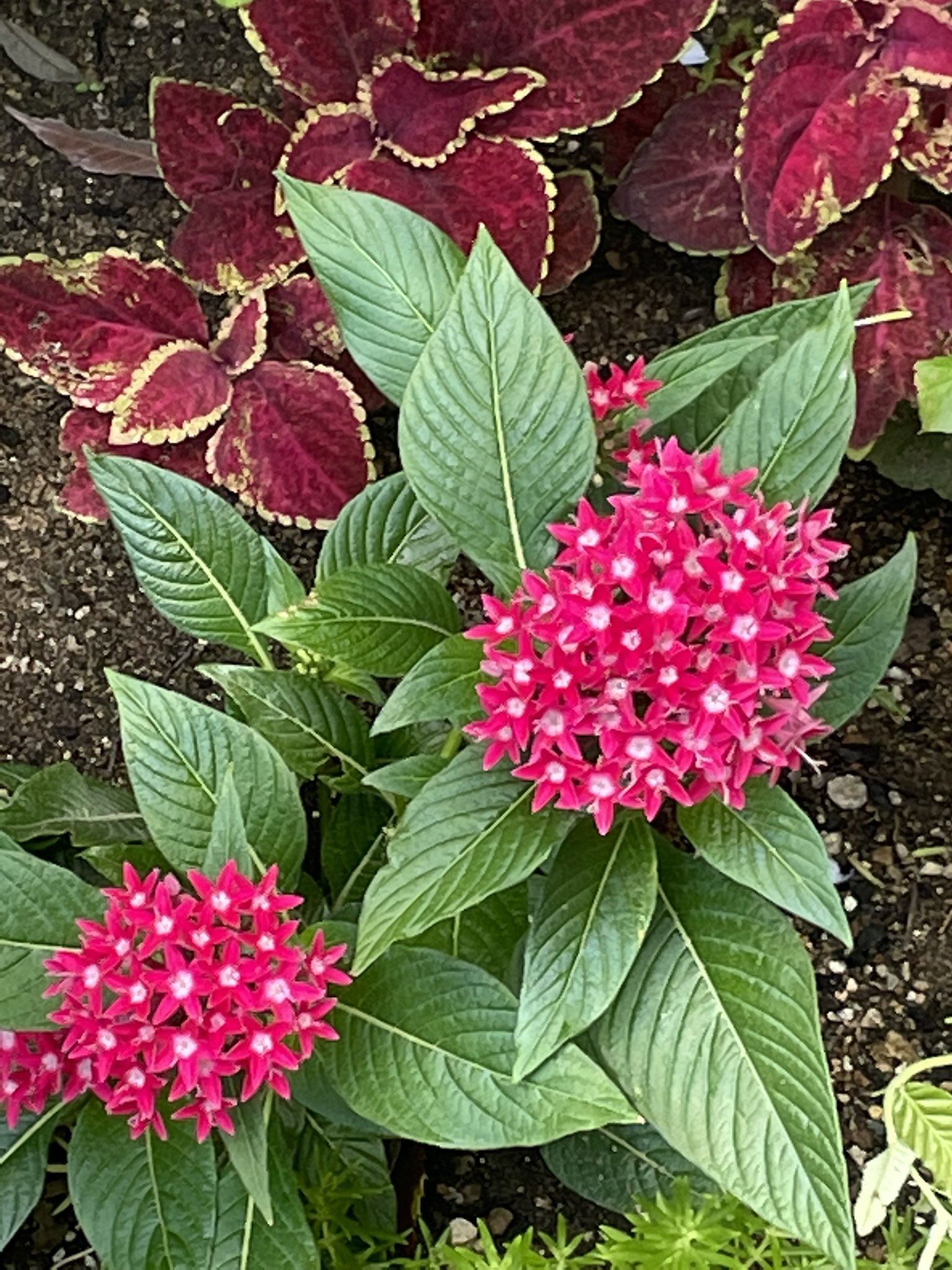 レオたん 朝散歩 花壇に花びらが 星 のような形の お花 ペンタスが咲いてました ペンタスの花言葉 願い事 希望が叶う 今日は七夕 願いが叶いますように T Co Xhr66db1mx Twitter