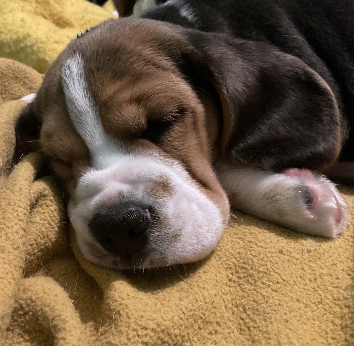 Hello everyone.  I have been keeping a secret.  I got a new little brother today.  His name is Leo and he is 8 weeks old.