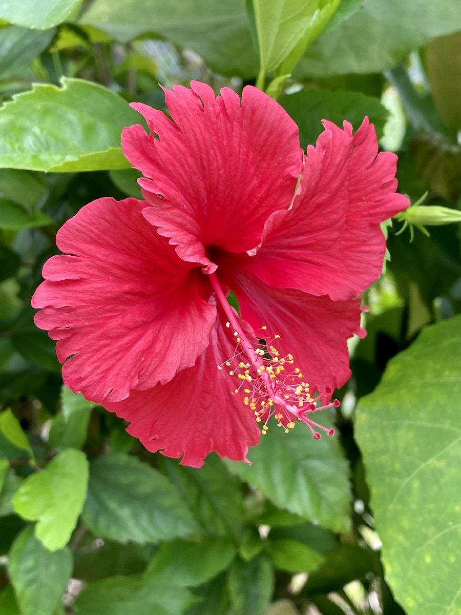 mlyonphotos's tweet photo. Hibiscus 🌺 #hibiscus #okinawa #summertime #flowers #okilife #lostinoki #okinawa_photo_community https://t.co/KLyrYPYxaL