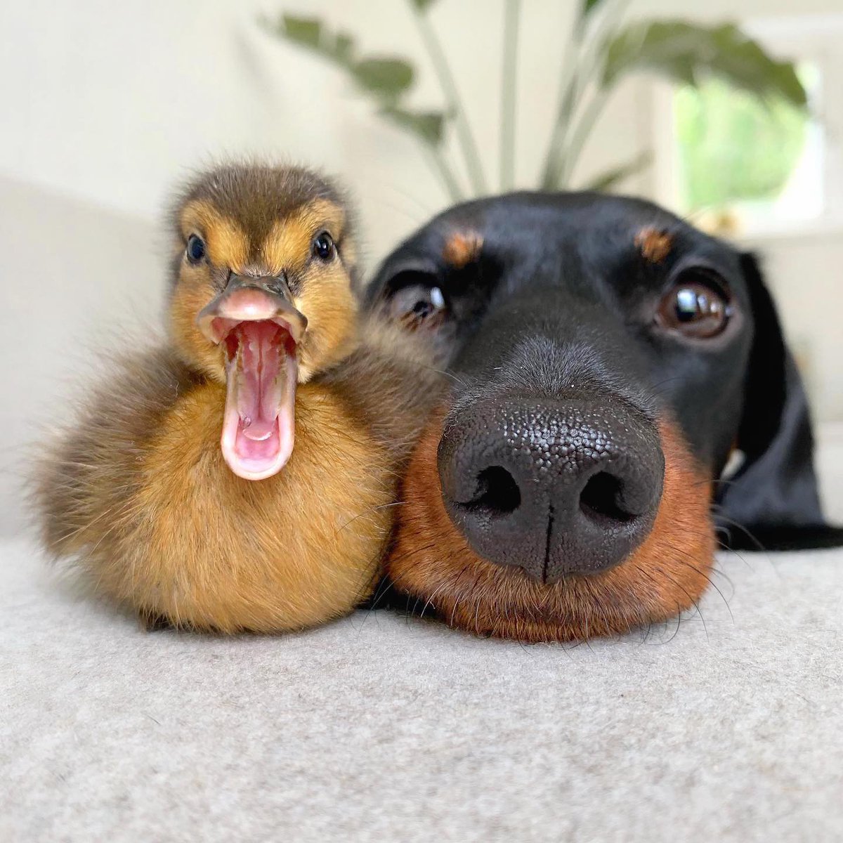 Dachshund Heaven USA tweet media