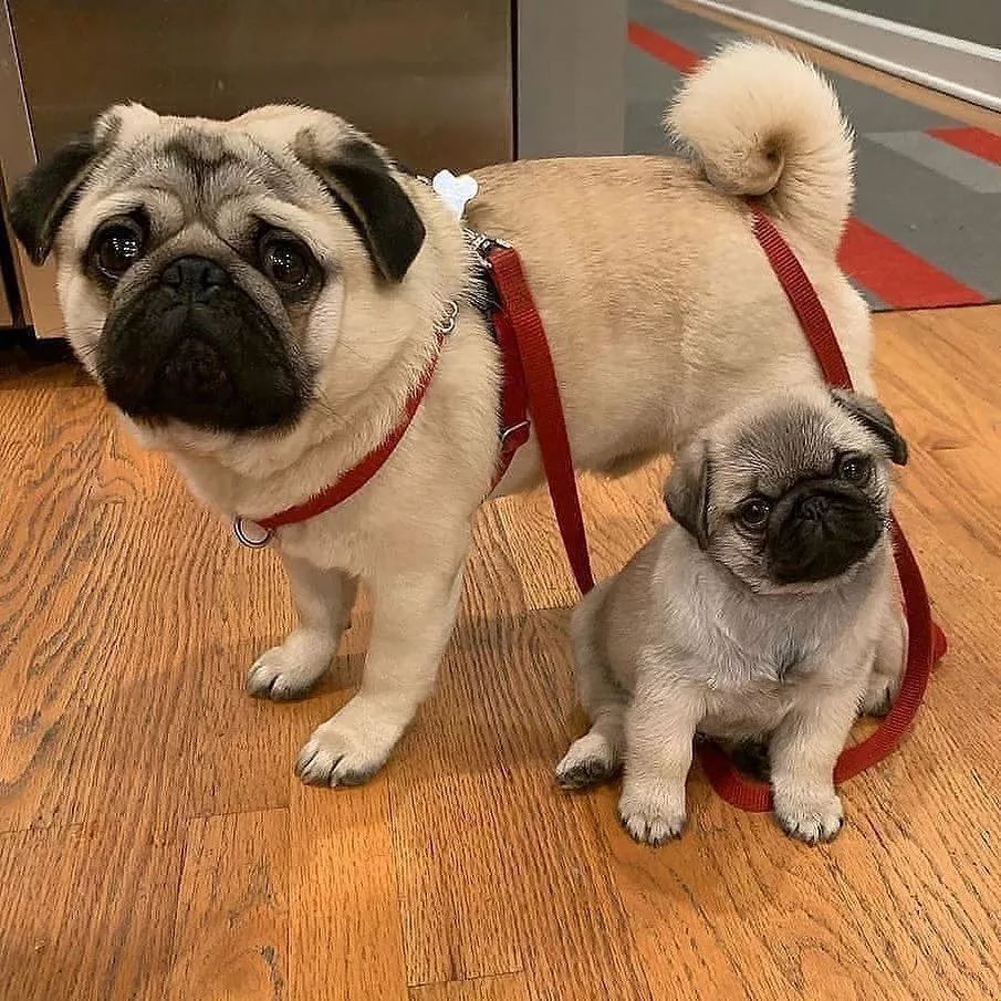 Pug Lover tweet media