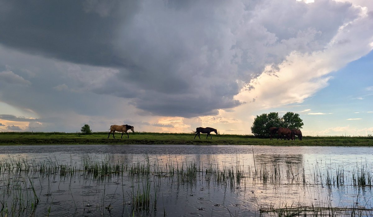 JBMEquiFarms's tweet photo. My back yard watching storms roll by north, south & overhead.
#horses #MBstorms #mbstorm #Manitoba #weather #rain #mbweather #raindrops https://t.co/5d1GuKLSHD