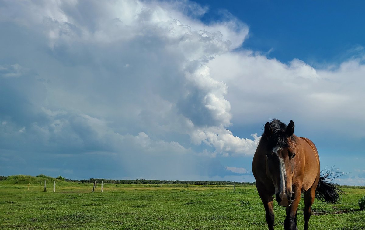 JBMEquiFarms's tweet photo. My back yard watching storms roll by north, south & overhead.
#horses #MBstorms #mbstorm #Manitoba #weather #rain #mbweather #raindrops https://t.co/5d1GuKLSHD