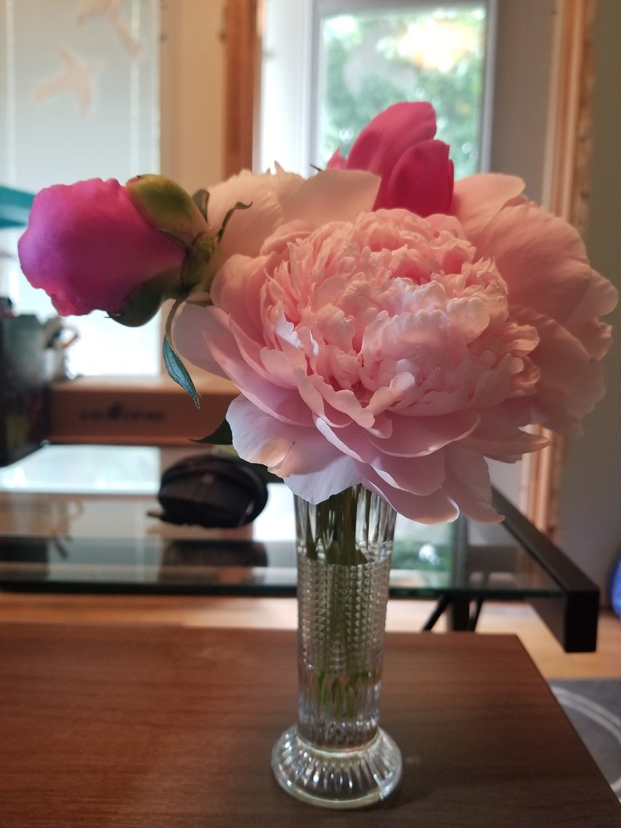 dgarreck's tweet photo. @V_Mulholland Our peonies are just about done. https://t.co/yC5Te9Ng2e