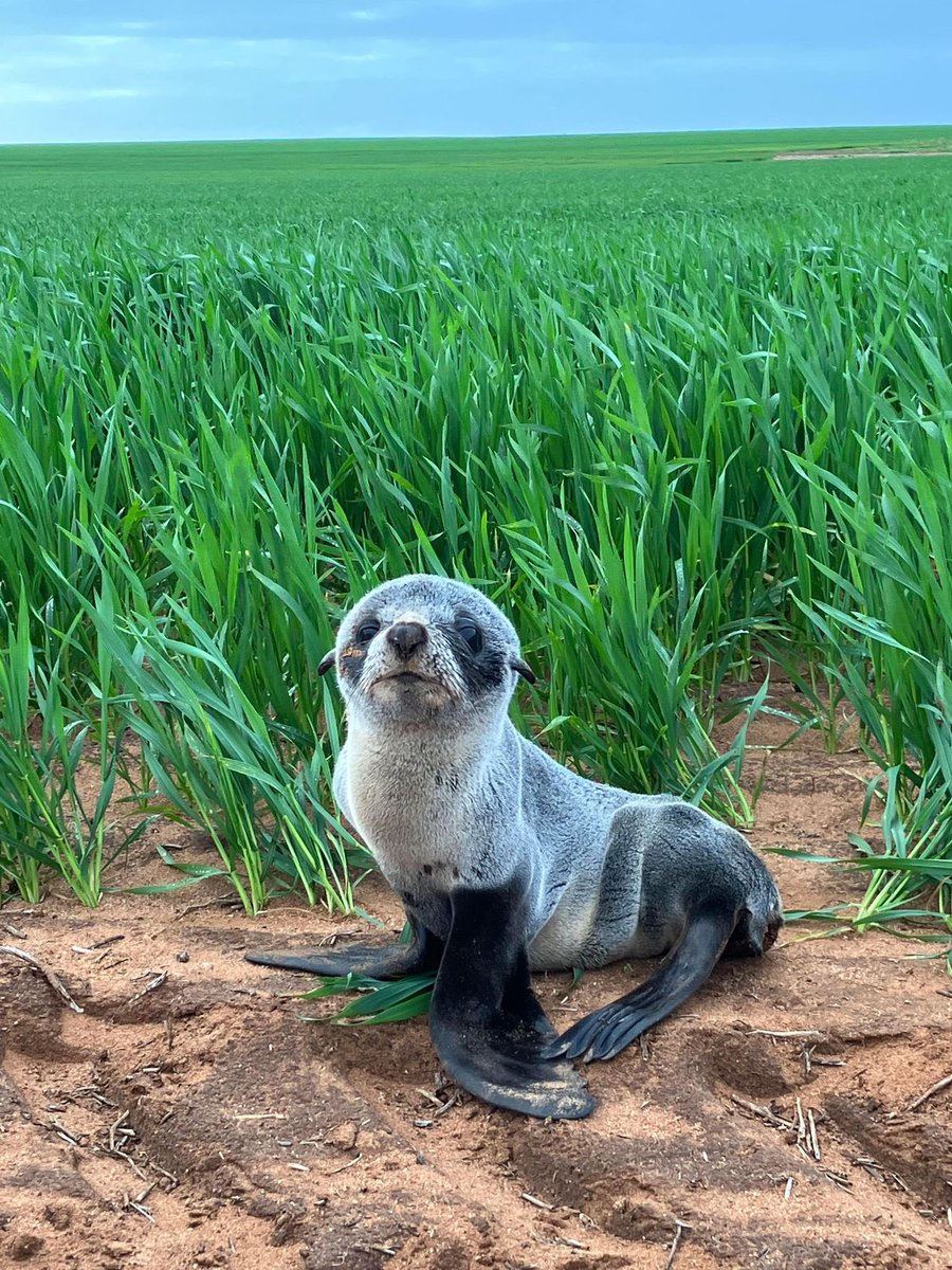 FAR FROM HOME: Cowell farmer Ty Kayden found a BABY SEAL in his wheat crop this morning. The crop is about 3km’s from the ocean! Hear about it soon on the Country Hour <a href="/ABCRural/">ABC Rural</a> <a href="/abcadelaide/">ABC Adelaide</a> <a href="/abcnews/">ABC News</a>