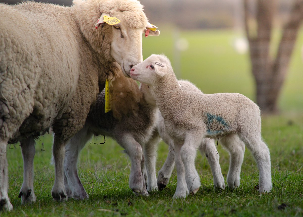 Did you know some pain relief products can be used in combination to alleviate pain for lambs at marking? To learn more, join our upcoming webinar at 12pm midday on Wed 13 July. Register here 👉 teams.microsoft.com/registration/5… @ASHEEP_Inc <a href="/FaceyGroup/">Facey Group</a> <a href="/WoolProducers/">WoolProducers Aust.</a> <a href="/LiebeGroup/">Liebe Group</a>