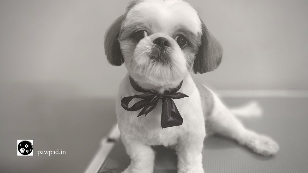 Pawpad_Blore's tweet photo. Cookie, looking so huggable after her groom đ
#shihtzu #shihtzugrooming #shihtzusofbangalore #shihtzystyling #dogstyling
#petgrooming #petgroomer #doggroomer #doggrooming #pawpadbangalore #petgroomingbangalore #dogsofbangalore #doggroomingbangalore #kalyannagar https://t.co/QUc8eEZ3Zp