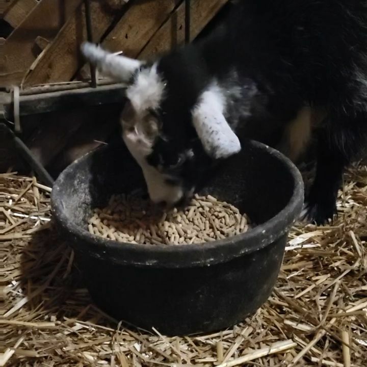 This may not look like much.  A baby goat eating some pellets.  But this is Flash. One of our new babies.  She contracted polio about 2 weeks ago.  In goats it's very different than people.  It's an imbalance in the rumen which sometimes creates a thiamine deficiency.  That …