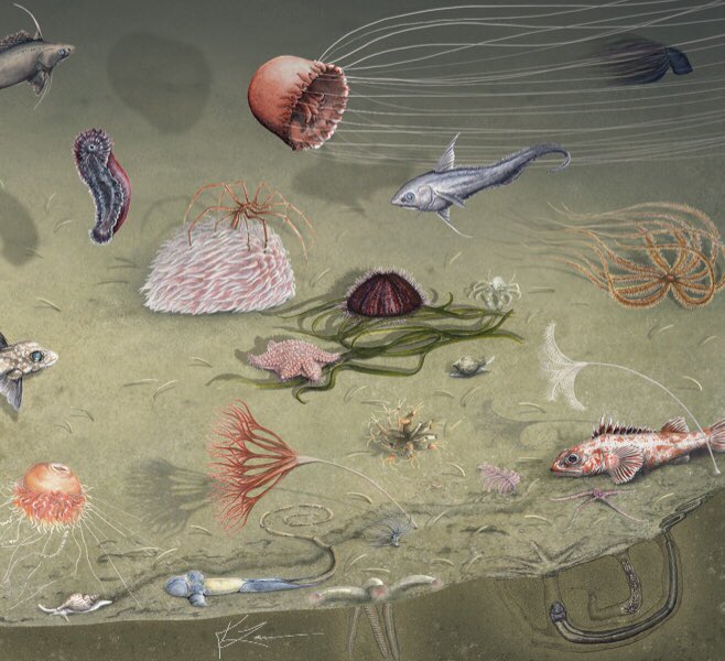 2Bfreelance's tweet photo. Lower right corner of the #mbnms soft-sediment seafloor poster…waiting for final feedback from the commissioning researchers—the whole poster features 50 species in all.
#SciArt #scienceillustration #deepsea #seafloor #scicomm #seafloorfauna https://t.co/RTFVPedVll